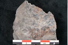 Foto (Detailansicht) von Sphenopteris acutifolia Brongniart (NHMW-GEO-2024-0188-10795)